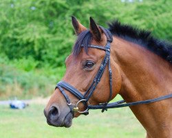 dressage horse Karouge (Trakehner, 2004, from Cadeau)