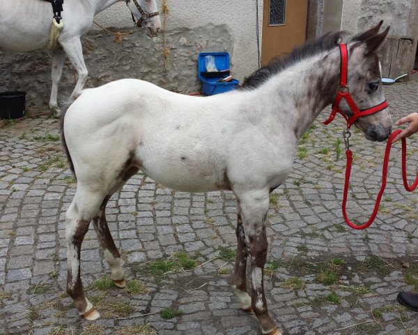 Pferd Jara (Appaloosa, 2015)