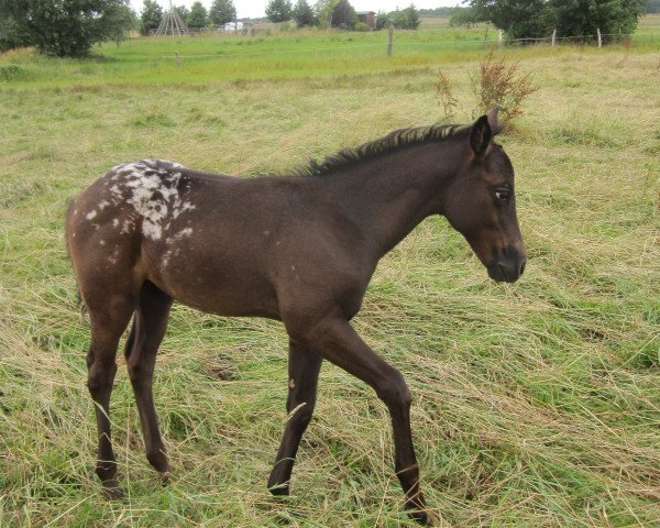 horse Foxi (Appaloosa, 2015)