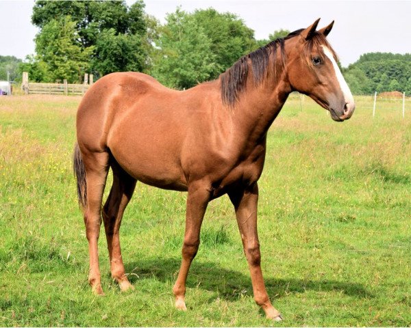 horse Papne (Quarter Horse, 2013)