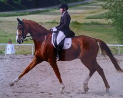 dressage horse Sunbird 3 (Mecklenburg, 2007, from Samarant)