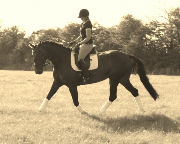 dressage horse Deja-vu L (Hanoverian, 2010, from Danone 4)