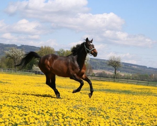 Pferd Reti (Westfale, 1994, von Reuter)