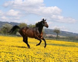 Pferd Reti (Westfale, 1994, von Reuter)