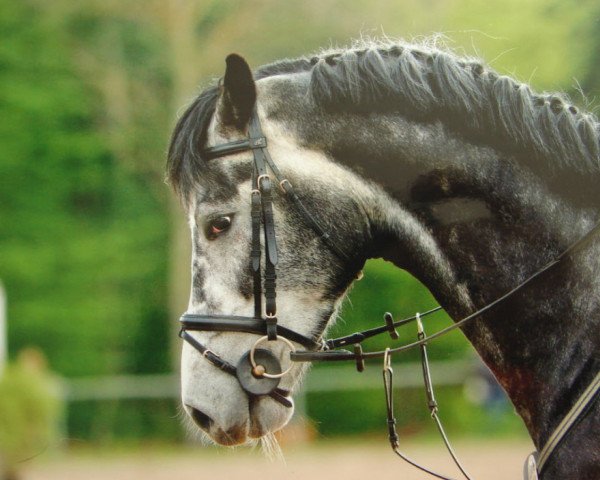jumper Arezzo W (Zangersheide riding horse, 2007, from Asca Z)