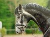 jumper Arezzo W (Zangersheide riding horse, 2007, from Asca Z)