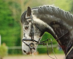 jumper Arezzo W (Zangersheide riding horse, 2007, from Asca Z)