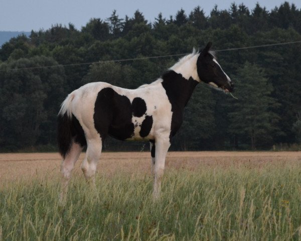 Zuchtstute JD DOOLINS MOON DREAM (Paint Horse, 2015, von Cherokee Black Max)