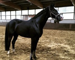 dressage horse Daddy's Boy 7 (Westphalian, 2008, from Dresden Mann)