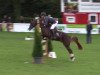 Deckhengst Pole Position (Deutsches Reitpony, 2010, von Principal Boy)