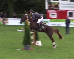 stallion Pole Position (German Riding Pony, 2010, from Principal Boy)