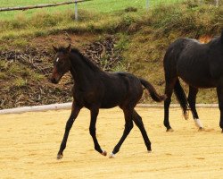 Springpferd Glorious Grace (Oldenburger, 2012, von Honeymoon)