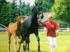 broodmare Akira (Mecklenburg, 1992, from Astor)