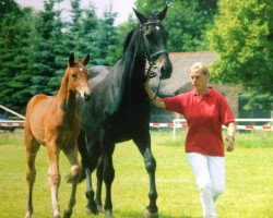 broodmare Akira (Mecklenburg, 1992, from Astor)