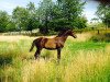 dressage horse Socrates Scolari (Trakehner, 2015, from E.H. Millennium)