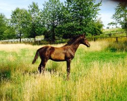 dressage horse Socrates Scolari (Trakehner, 2015, from E.H. Millennium)