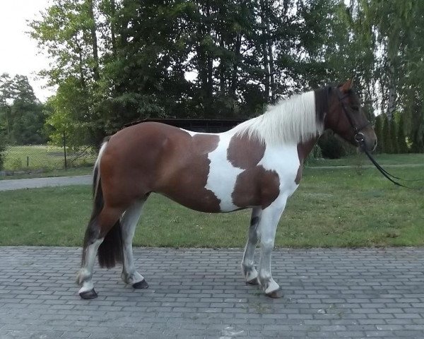 Pferd Mazike (Pinto/Kleines Reitpferd, 2008)