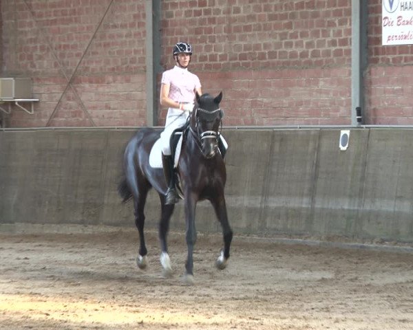 Reitturnier Kirchhoven-Vinn 2020