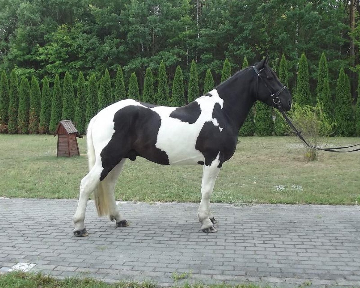 horse Kurt (Polish Warmblood, 2011)