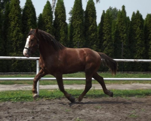 Pferd Filip (Altmärker Kaltblut, 2012)