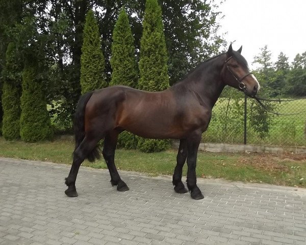 Pferd Beris (Polnisches Warmblut, 2011)