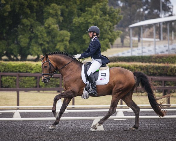 stallion Vito (German Riding Pony, 2008, from Voyager 2)