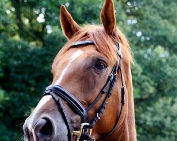 dressage horse Laurino 21 (Hanoverian, 2007, from Lauries Crusador xx)