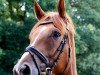 dressage horse Laurino 21 (Hanoverian, 2007, from Lauries Crusador xx)