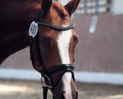 dressage horse Vapiano 5 (German Riding Pony, 2011, from Van Heinrich)