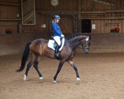 dressage horse Fiorella 115 (Oldenburg, 2010, from Fürst Romancier)