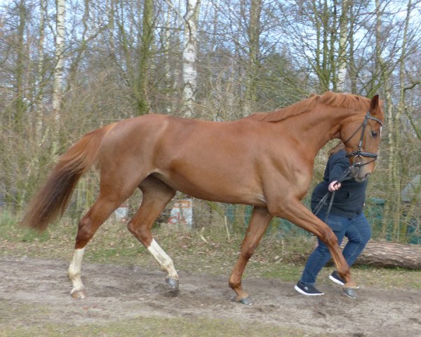 Zuchtstute De jolie de la Rose (Hannoveraner, 2013, von Deveraux 3)