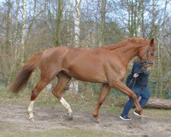 broodmare De jolie de la Rose (Hanoverian, 2013, from Deveraux 3)