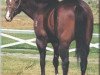 Deckhengst Strawfly Special (Quarter Horse, 1987, von Special Effort)