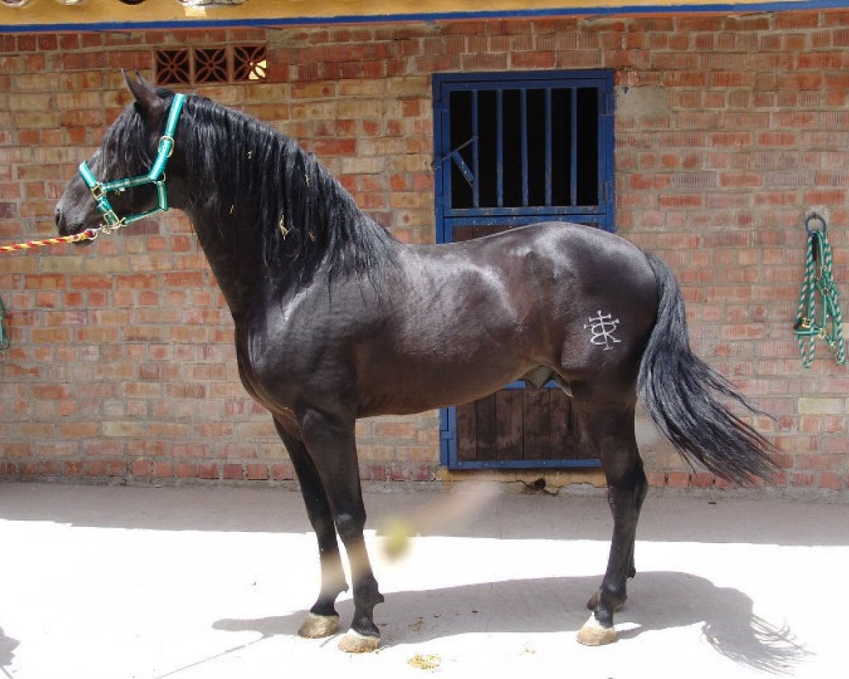 Deckhengst Musico IX (Pura Raza Espanola (PRE), 2002, von Emperador XLVII)