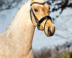 Deckhengst American Pie 18 (Deutsches Reitpony, 2012, von A Gorgeous)