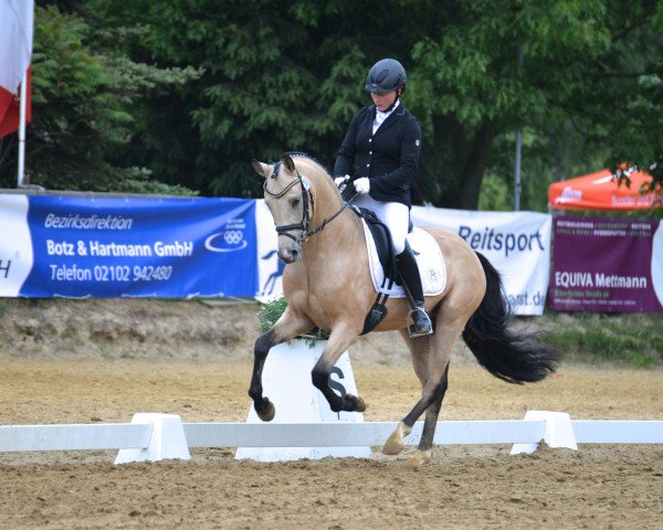 stallion FS Coconut Dream (German Riding Pony, 2011, from Fs Coco Jambo)