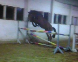 jumper Ingo (Oldenburg show jumper, 2010, from Incolor)