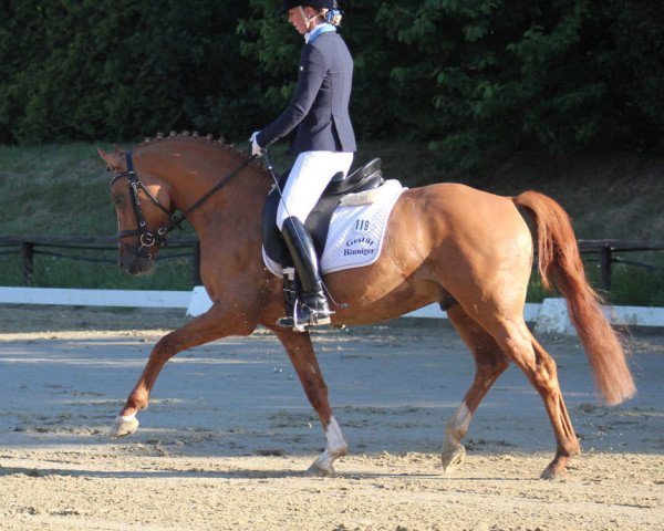 stallion Derano B (German Riding Pony, 2012, from Dornik B)