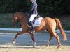 stallion Derano B (German Riding Pony, 2012, from Dornik B)