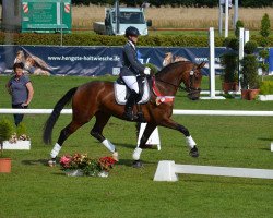 dressage horse Damora 6 (Westphalian, 2012, from Don Juan de Hus)