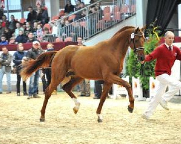 stallion Quanta Costa 17 (German Sport Horse, 2012, from Quaterback)