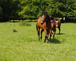 broodmare Gitta (German Riding Pony, 1997, from Principal Boy)