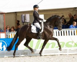 dressage horse F-Type-HC (Hanoverian, 2012, from Fürst Romancier)