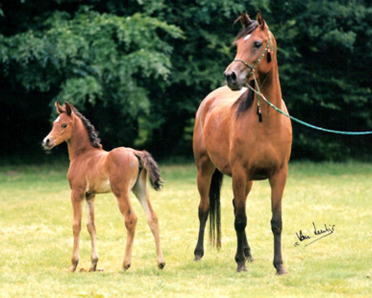 Zuchtstute Maryam Bint Bint Maleha STRAIGT EGYPTIAN (Vollblutaraber, 1994, von Kasr El Nil 1971 EAO)