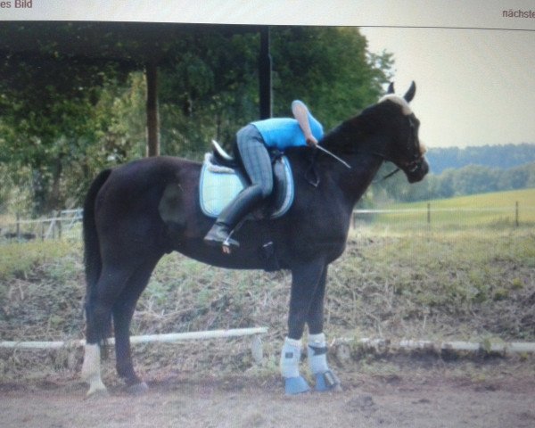 dressage horse Diogenes (Oldenburg, 2001, from Dionysos 19)