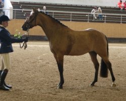 Zuchtstute Best Special Design (Deutsches Reitpony, 2011, von Best Derano Design)