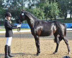 dressage horse Shooting Star Bevs (German Riding Pony, 2011, from Shakespeare)