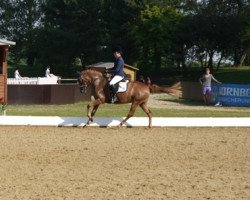 Zuchtstute Dolly (Deutsches Reitpony, 2012, von Dimension AT NRW)