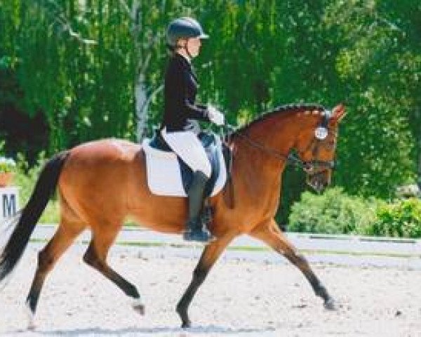 broodmare Giglbergs Glamour Girl (German Riding Pony, 2011, from Nemax)