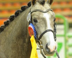 stallion Grenzhoehes My Sunrise (German Riding Pony, 2011, from Grenzhoehes My Ken)